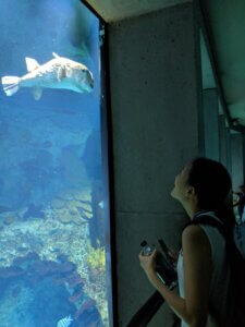 A puffer fish and a person observe each other through a pane of glass at the Baltimore Aquarium